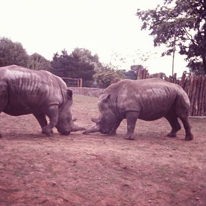 White Rhinoceroses, late 1970s I think