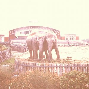Asiatic Elephants, 1978