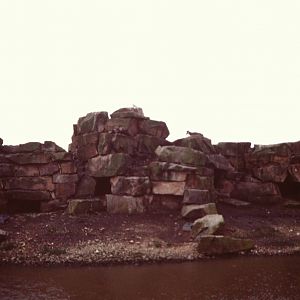 Chamois exhibit, 1978