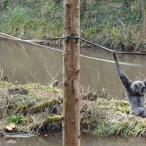 Bornean Orangutans and Grey Gibbon, March 2015
