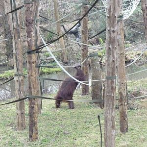 Bornean Orangutan and Grey Gibbon, March 2015