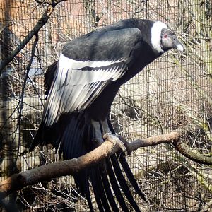 Mar. 2015 - Eagle Eyrie - Andean Condor