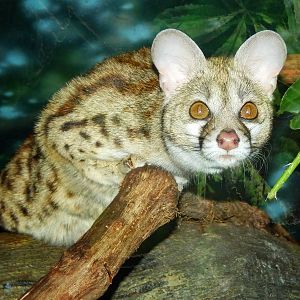 Mar. 2015 - Jungle Trails - Large-spotted Genet
