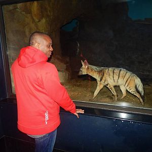 Mar. 2015 - Night Hunters - Aardwolf to Human Comparison