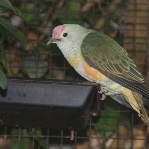Rose-crowned Fruit-dove (Ptilinopus regina), October 2014