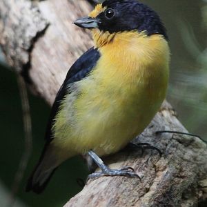 Violaceous Euphonia (Euphonia violacea), October 2014
