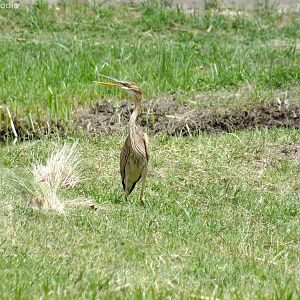 Purple Heron