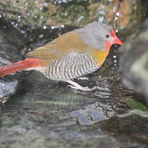 Melba Finch (Pytilia melba), October 2014