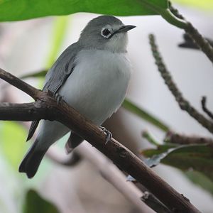 African Yellow White-eye (Zosterops senegalensis), October 2014