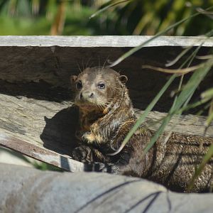 Giant River Otter