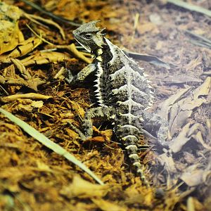 Mexican Giant Horned Lizard