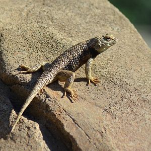 Spiny Lizrad