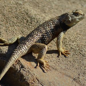Spiny Lizard