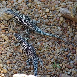 Lizards of Arroyo Lagarto