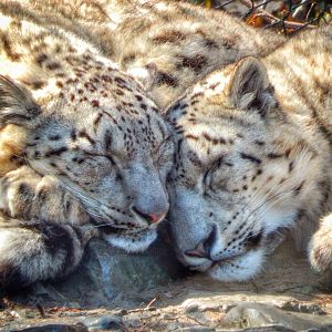 Mar. 2015 - Cat Canyon - Renji + Nubo Cuddle