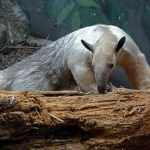 Cayenne, Female Southern Tamandua