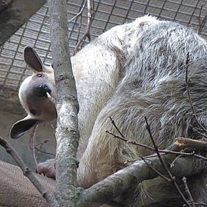 Cayenne, Female Southern Tamandua