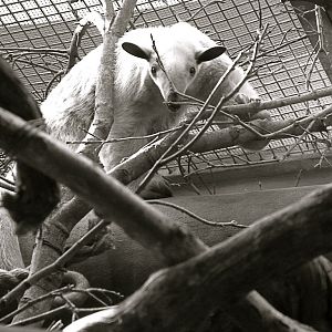 Cayenne, Female Southern Tamandua