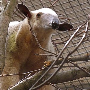 Cayenne, Female Southern Tamandua