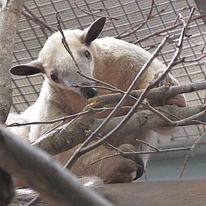 Cayenne, the Female Southern Tamandua