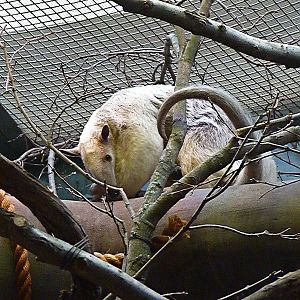 Cayenne, the Female Southern Tamandua