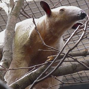 Cayenne, the Female Southern Tamandua