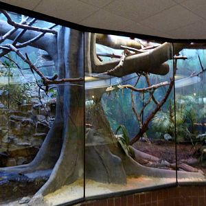 Southern Tamandua Exhibit