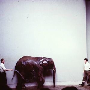 Bath time for Toto, September 1965