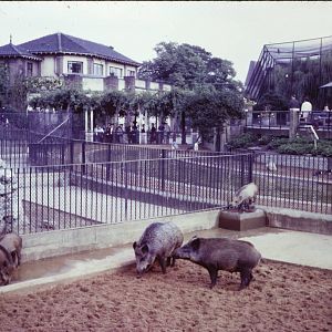 At the foot of the Mappins, September 1965
