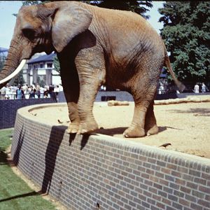 Diksie, September 1967