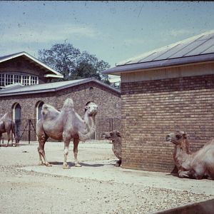 Bactrian Camels, September 1967