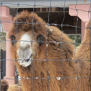Bactrian Camel