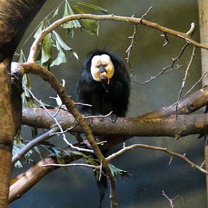 White-faced Saki