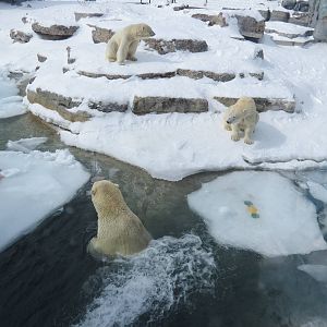 Polar Bears