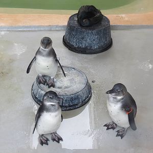 African Penguin chicks