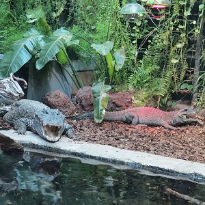 West African Dwarf Crocodiles