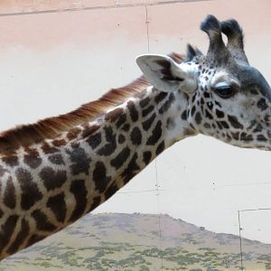 Masai Giraffe
