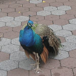Indian Peafowl 2011