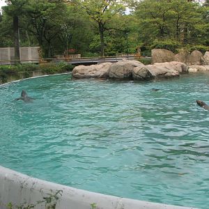 California Sea Lion pool 2011