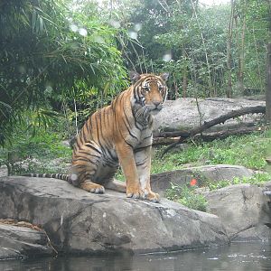 Malayan Tiger 2011