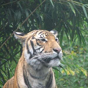 Malayan Tiger 2011
