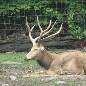 P?re David's deer 2011