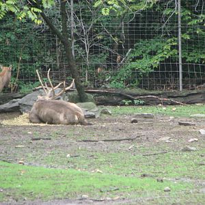 P?re David's deer 2011