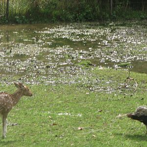 Chital & Indian Peafowl 2011