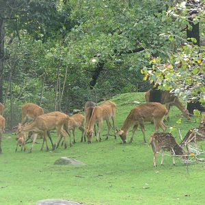 Chital & Barasingha 2011