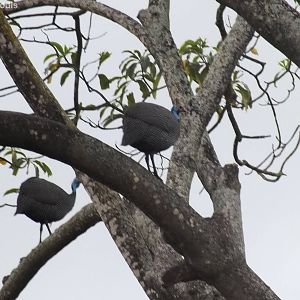 Helmeted Guinea Fowl in a Tree