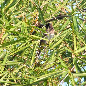 Common Bul Bul in Bamboo
