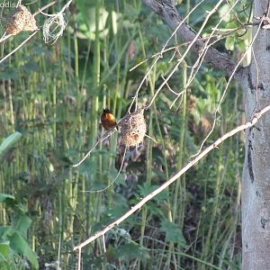 Golden-backed Weaver with Nests