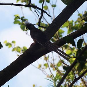 Speckled Mousebird