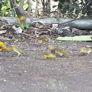 Golden-backed Weavers